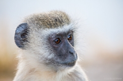 Velvet monkey, Botswana